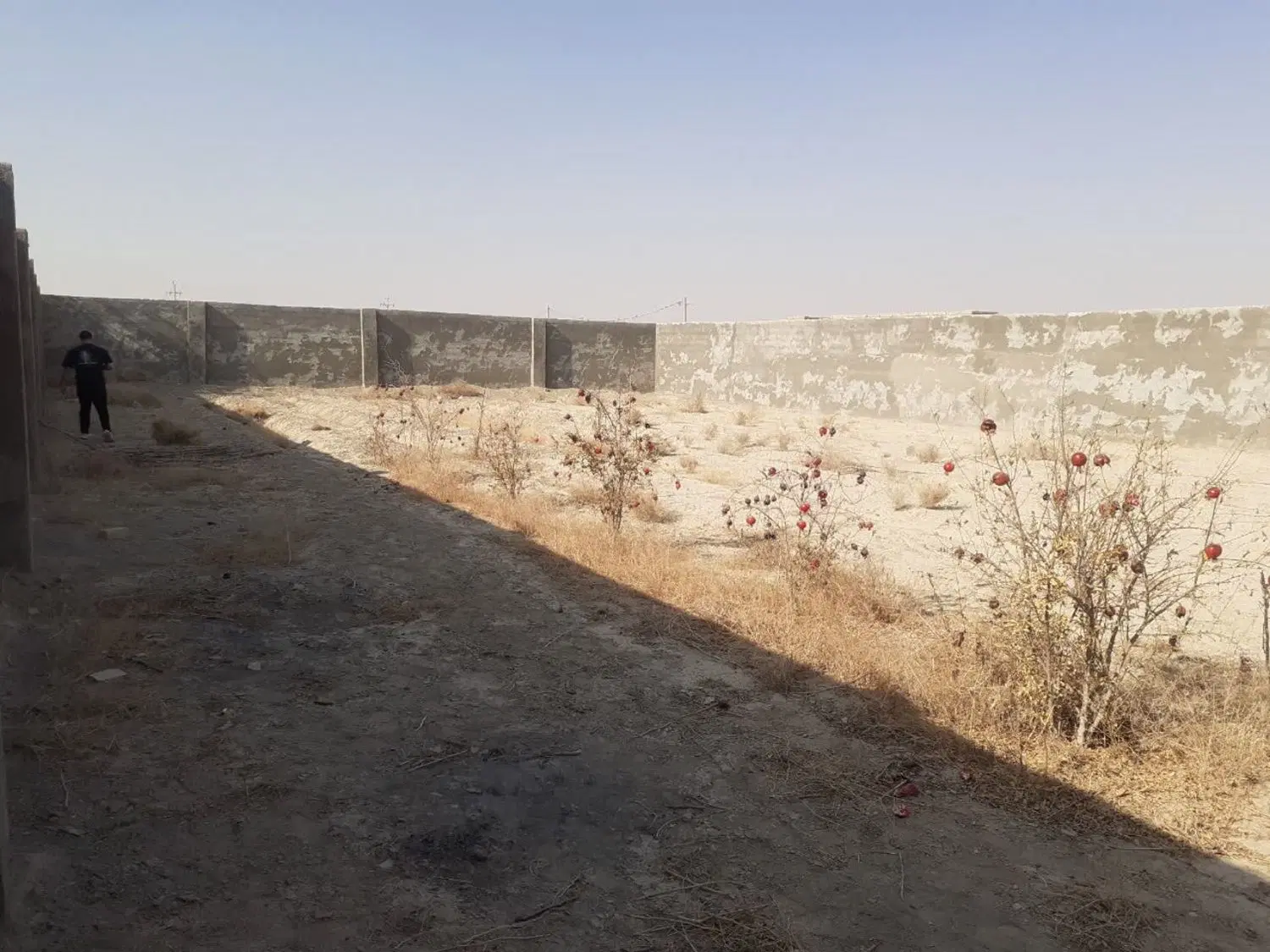زمین باغی