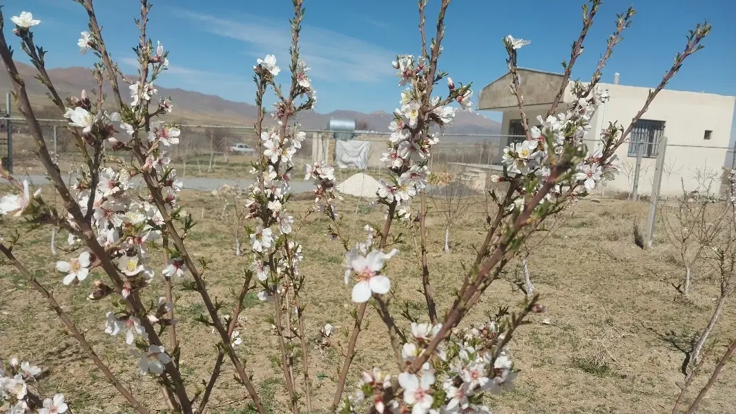 زمین پول لازمم