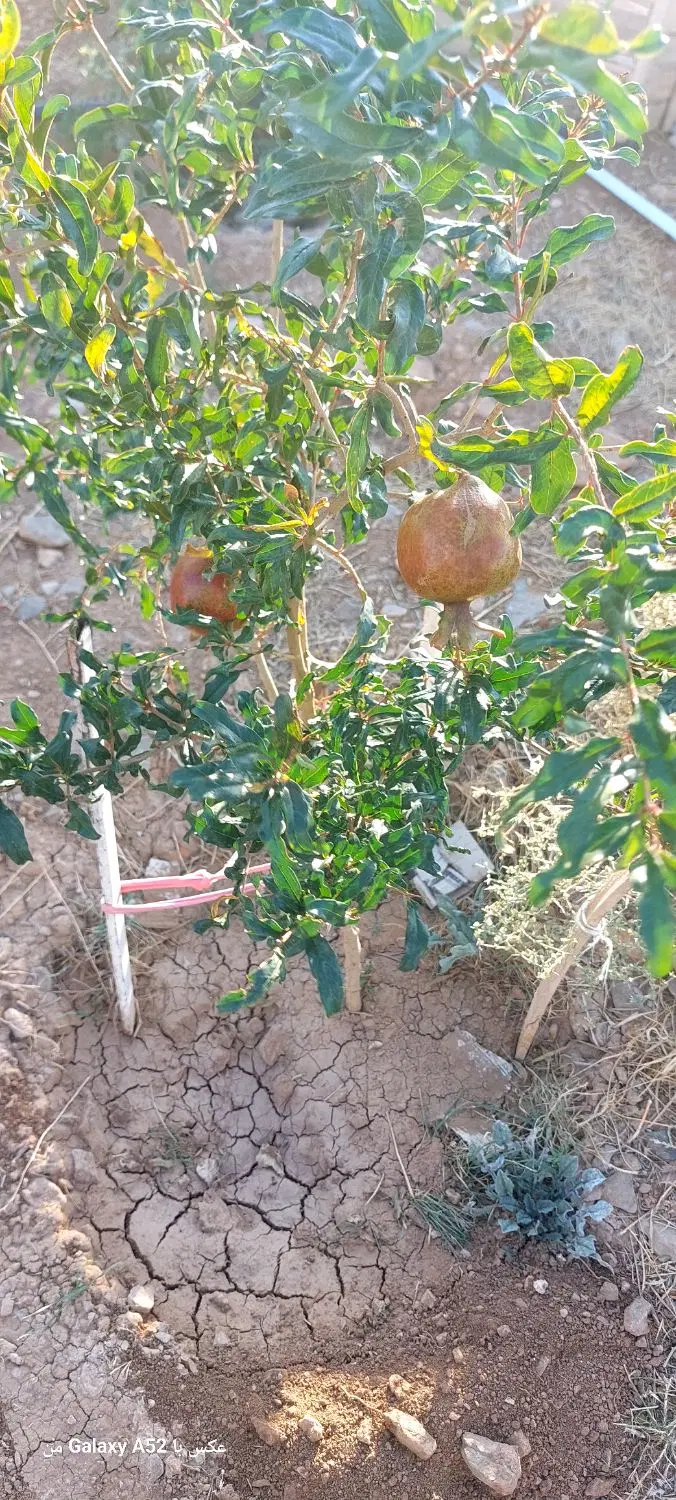 ویلا باغ گلشن آباد بان
