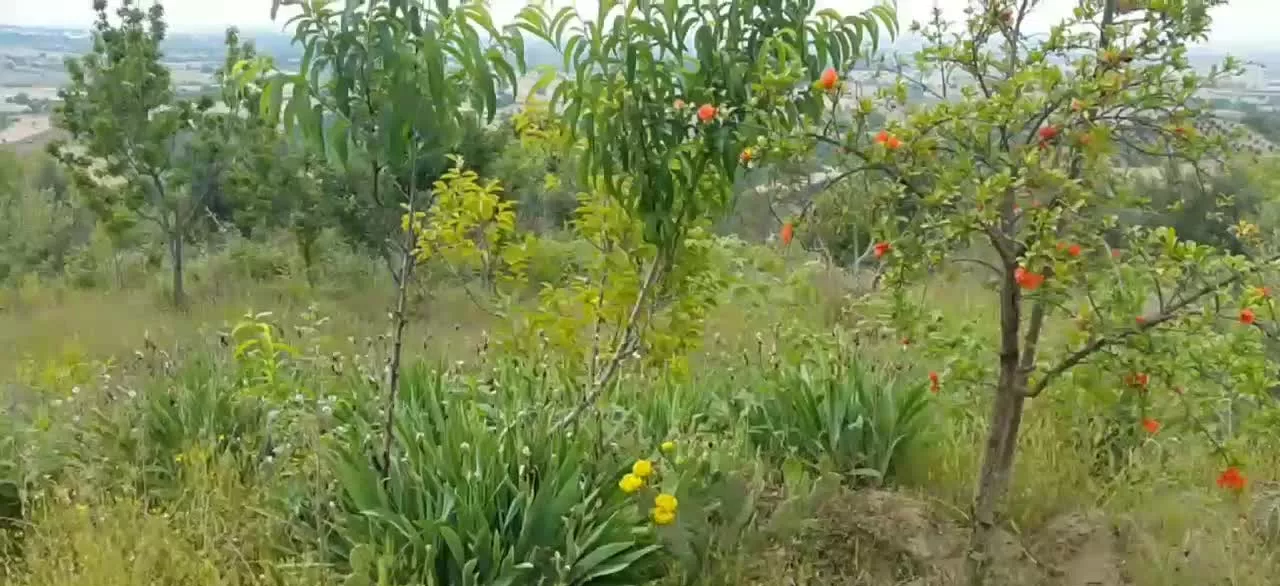 باغ روستای بالاجاده خرس کوشی فروش و معاوضه کردکوی
