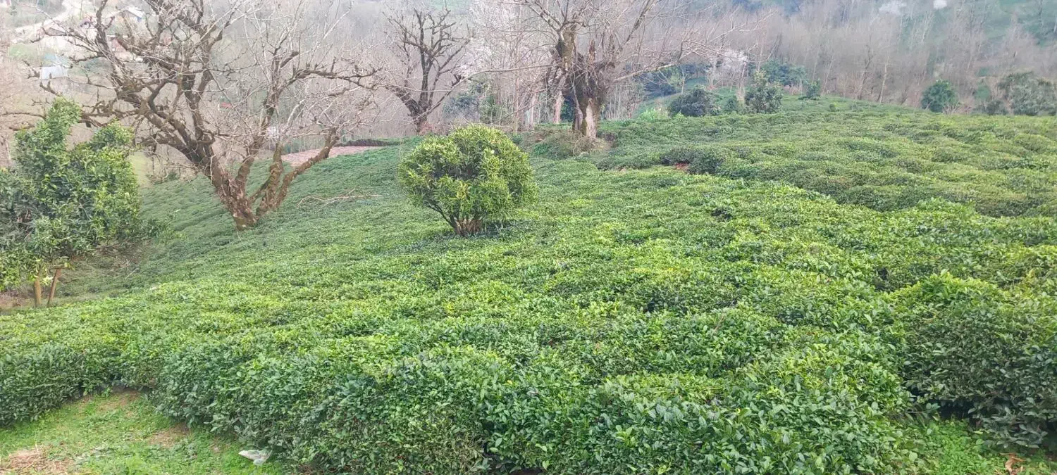 زمین چای و کمی هم مسکونی
