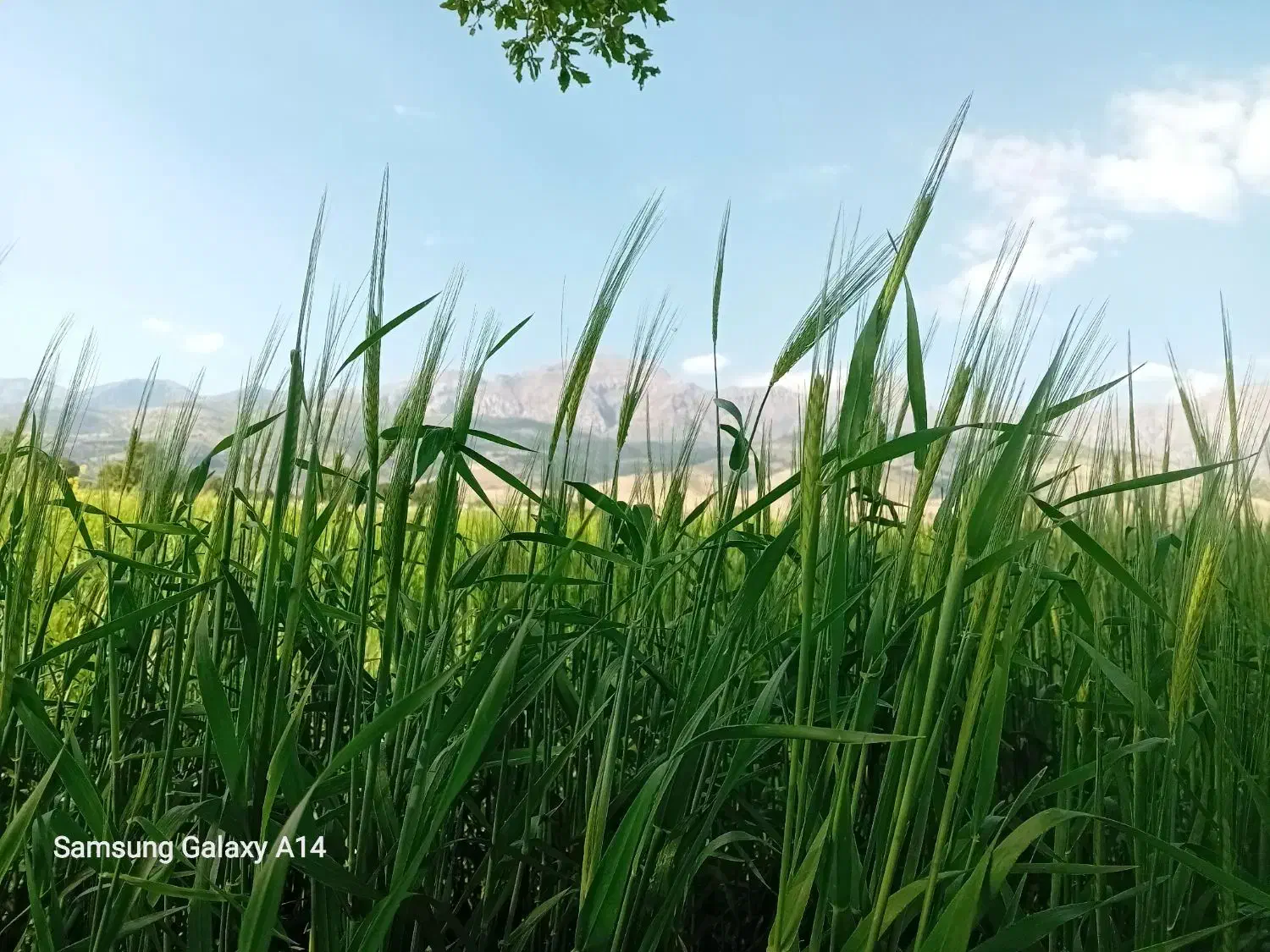 زمین مسکونی شهرک پگاه