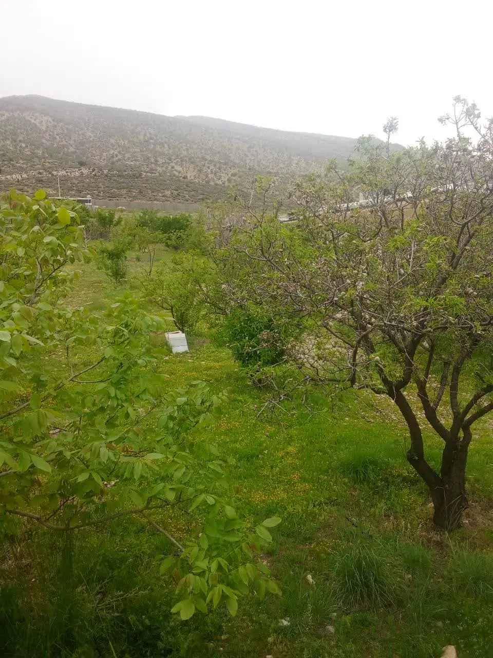 2000مترباغ ثمری20ساله+ ساختمان سیاخ دارنگون سیخ