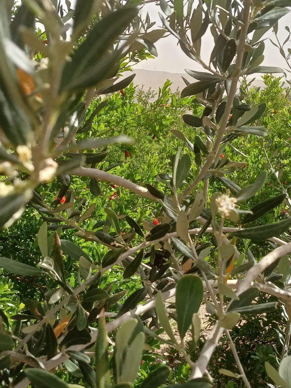باغ مناسب ویلا سازی