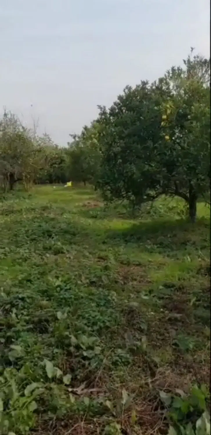 زمین باغ پرتقال