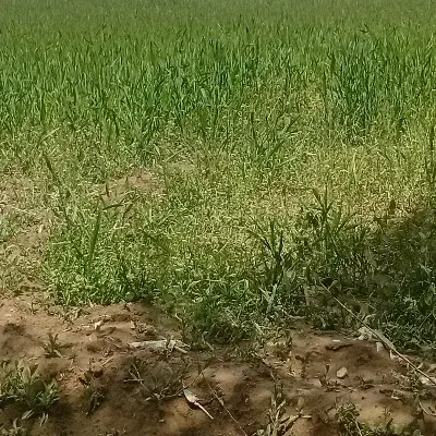 زمین کشاورزی
