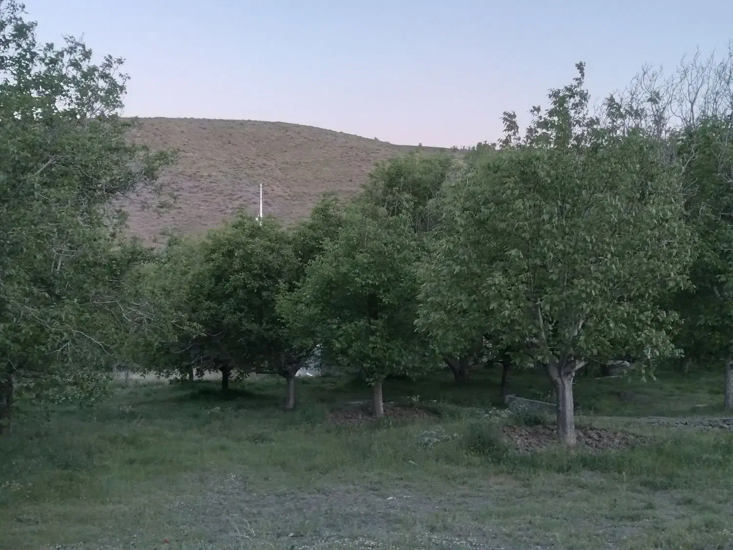 یک قطعه باغ گردوزار در روستای یلفان