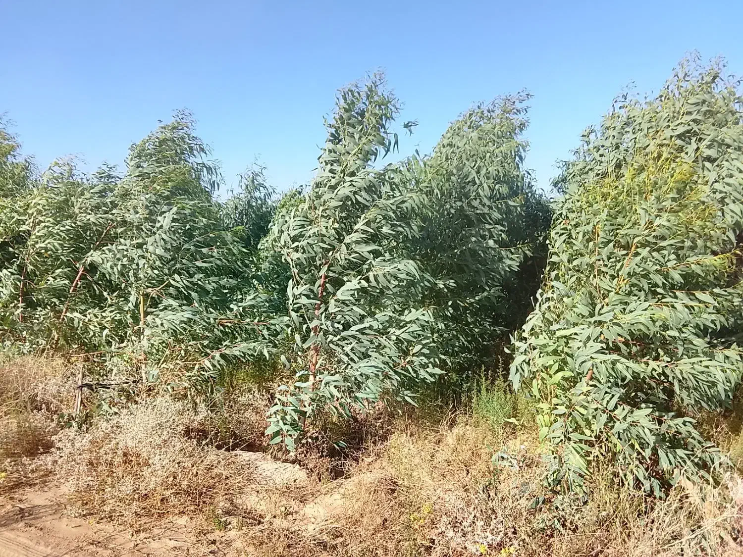 زمین کشاورزی