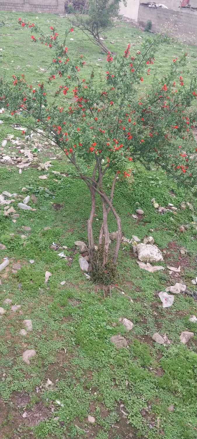 ۲۷۰متر مسکونی روستای حسین کوه