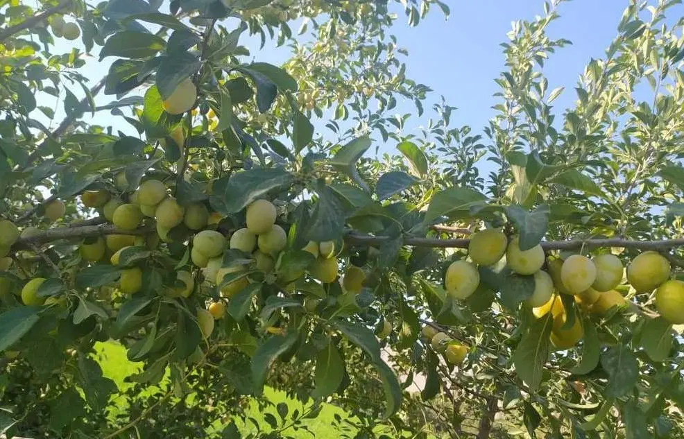 باغ قلعه موتور سند دار با آب موتور