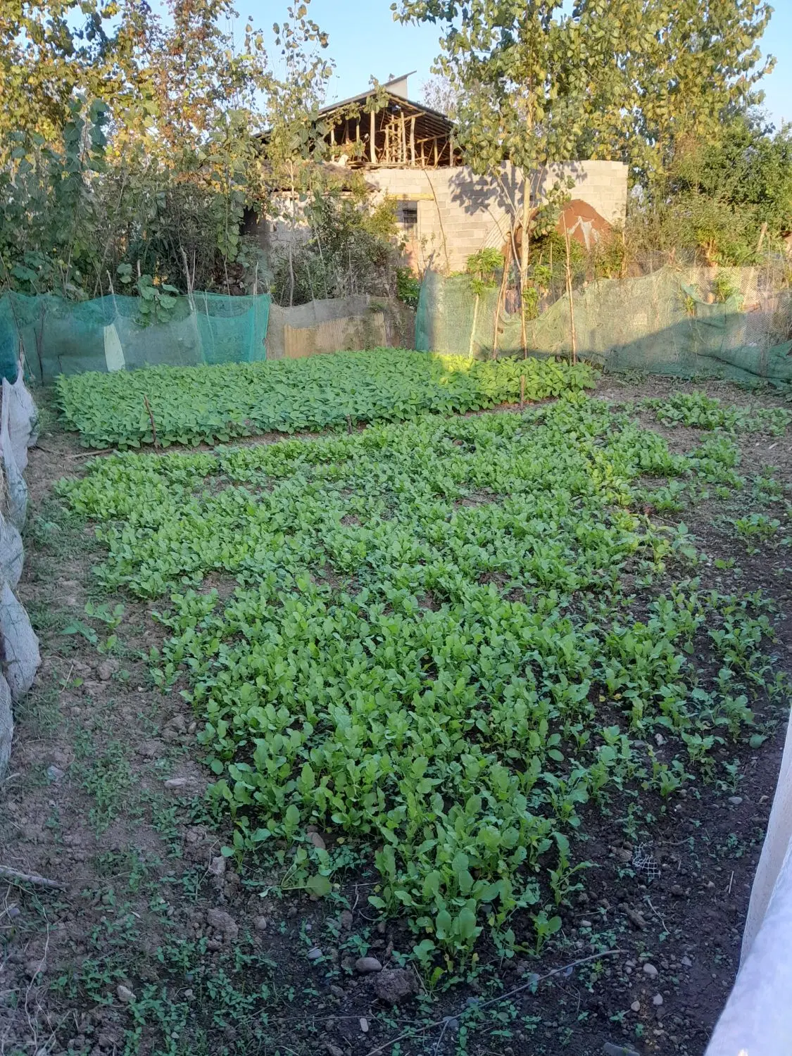 زمین مسکونی