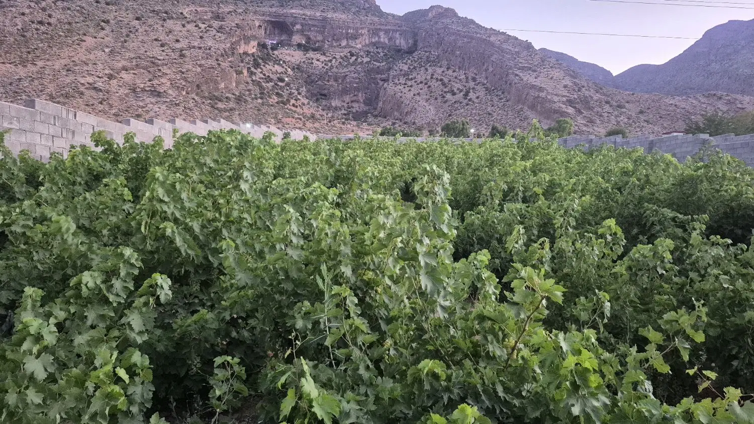 باغچه
