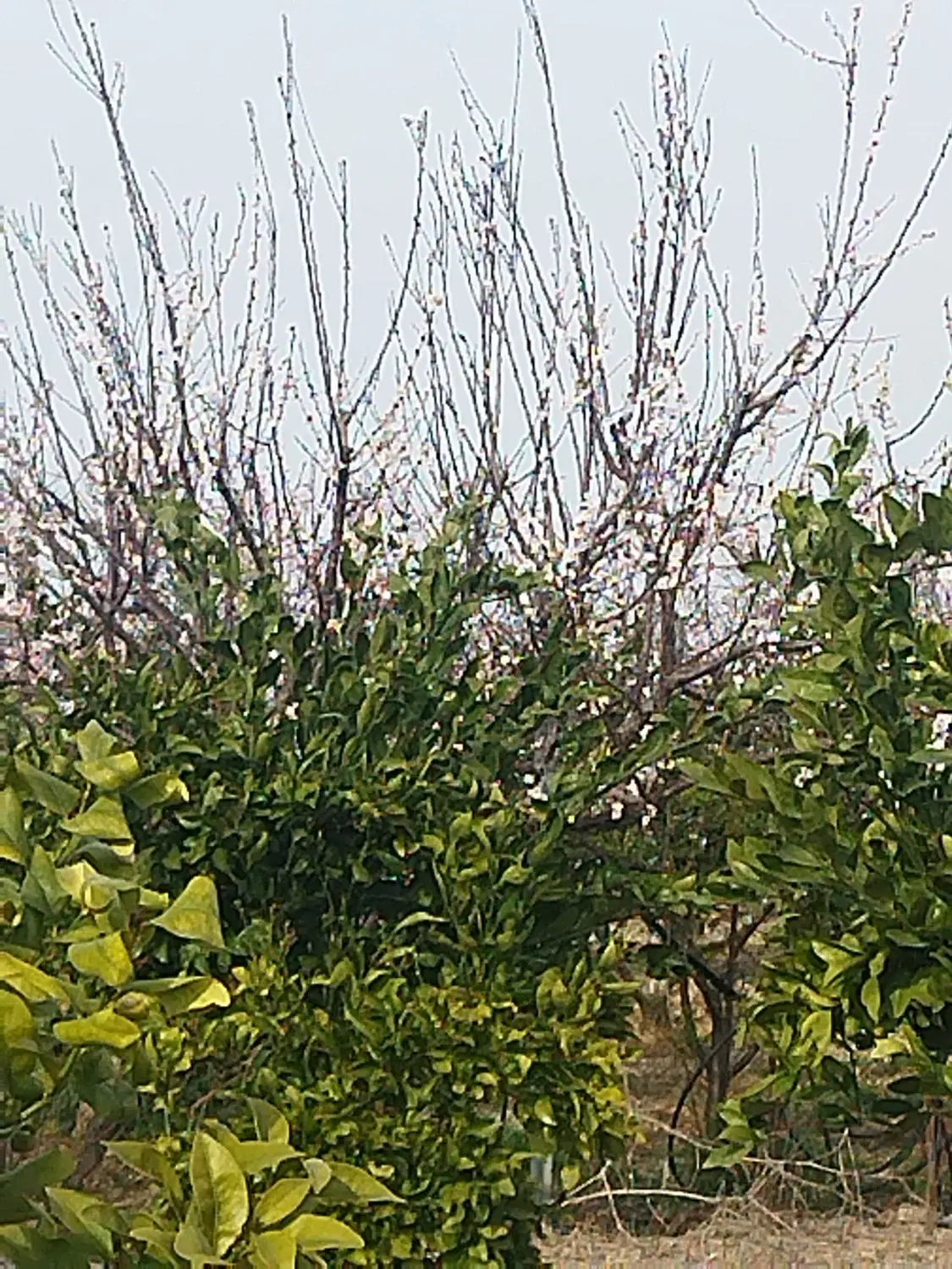 ۱هزاروصدمترمرکبات بادسترسی خوب