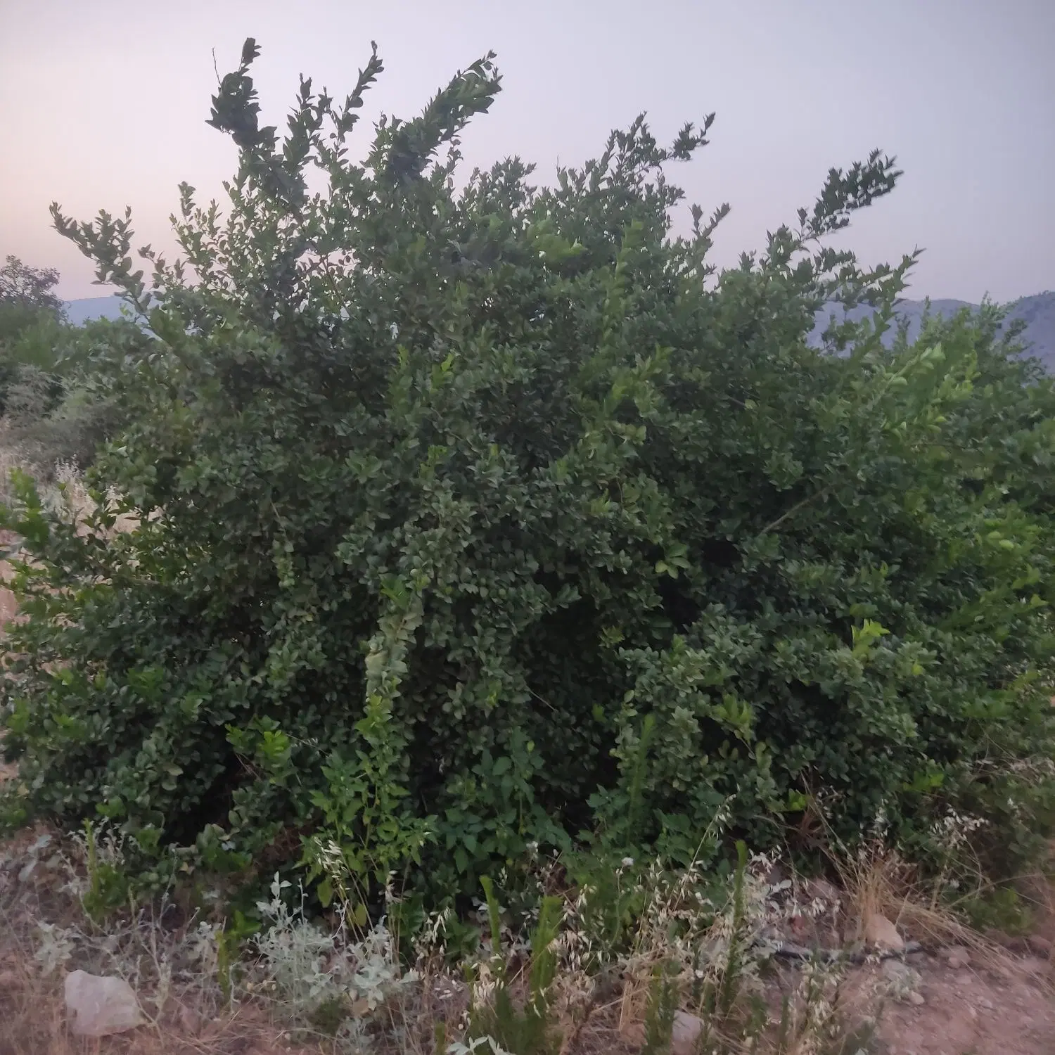 فروش باغ پشتکوه
