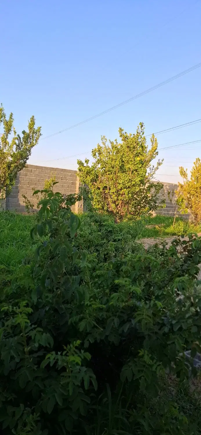باغ و باغچه 421 متری سند تکبرگ