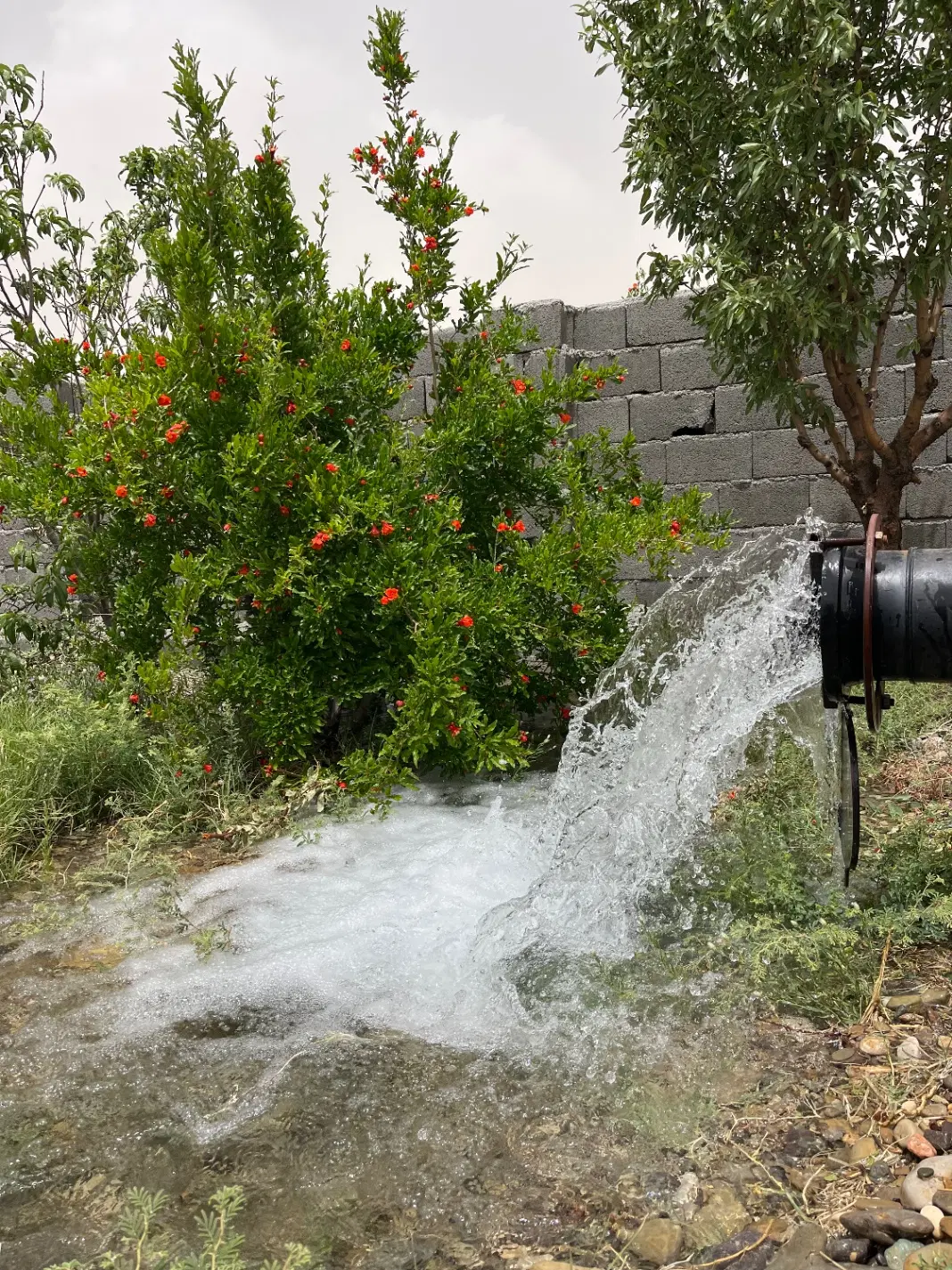 باغچه باغ چهار دیواری شده  سند دار