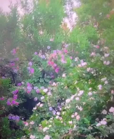 باغ ثمری سیسخت
