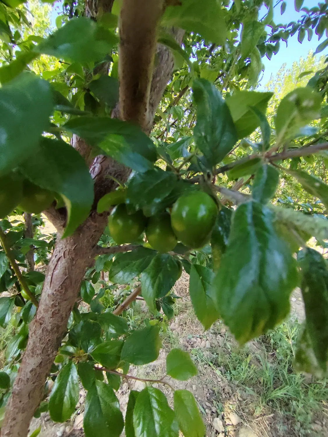 باغچه فروش یا معاوضه