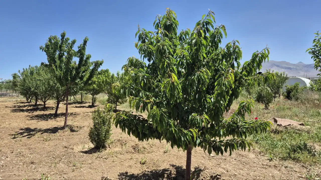 باغ قیمت مناسب