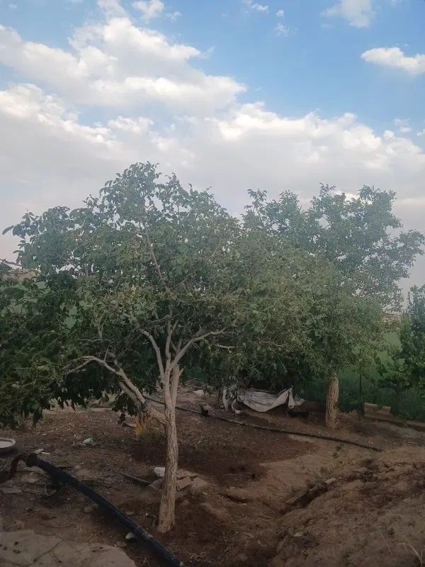 زمین بهر جاده فراهان