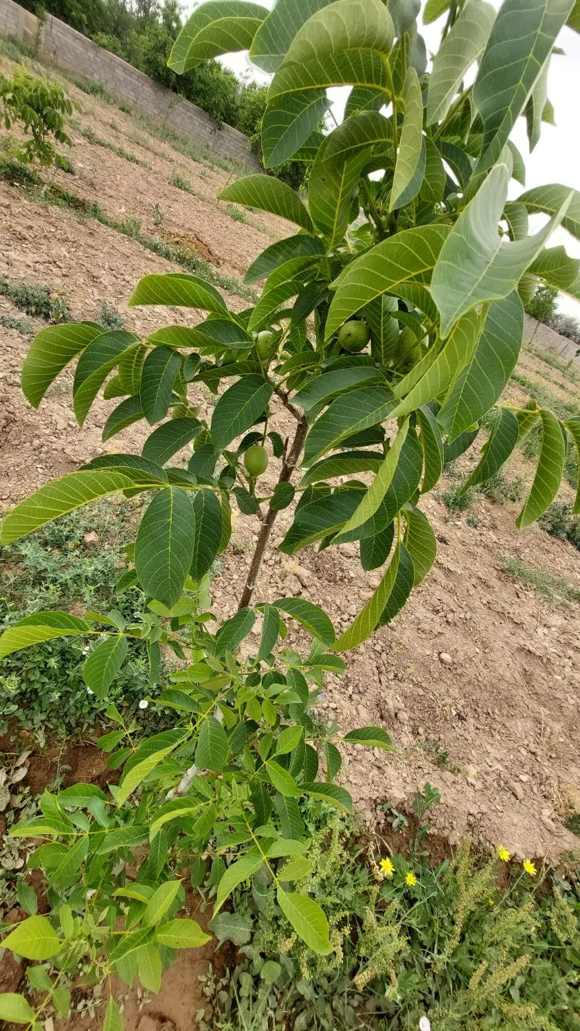 باغ ویلا فروشی بسطام