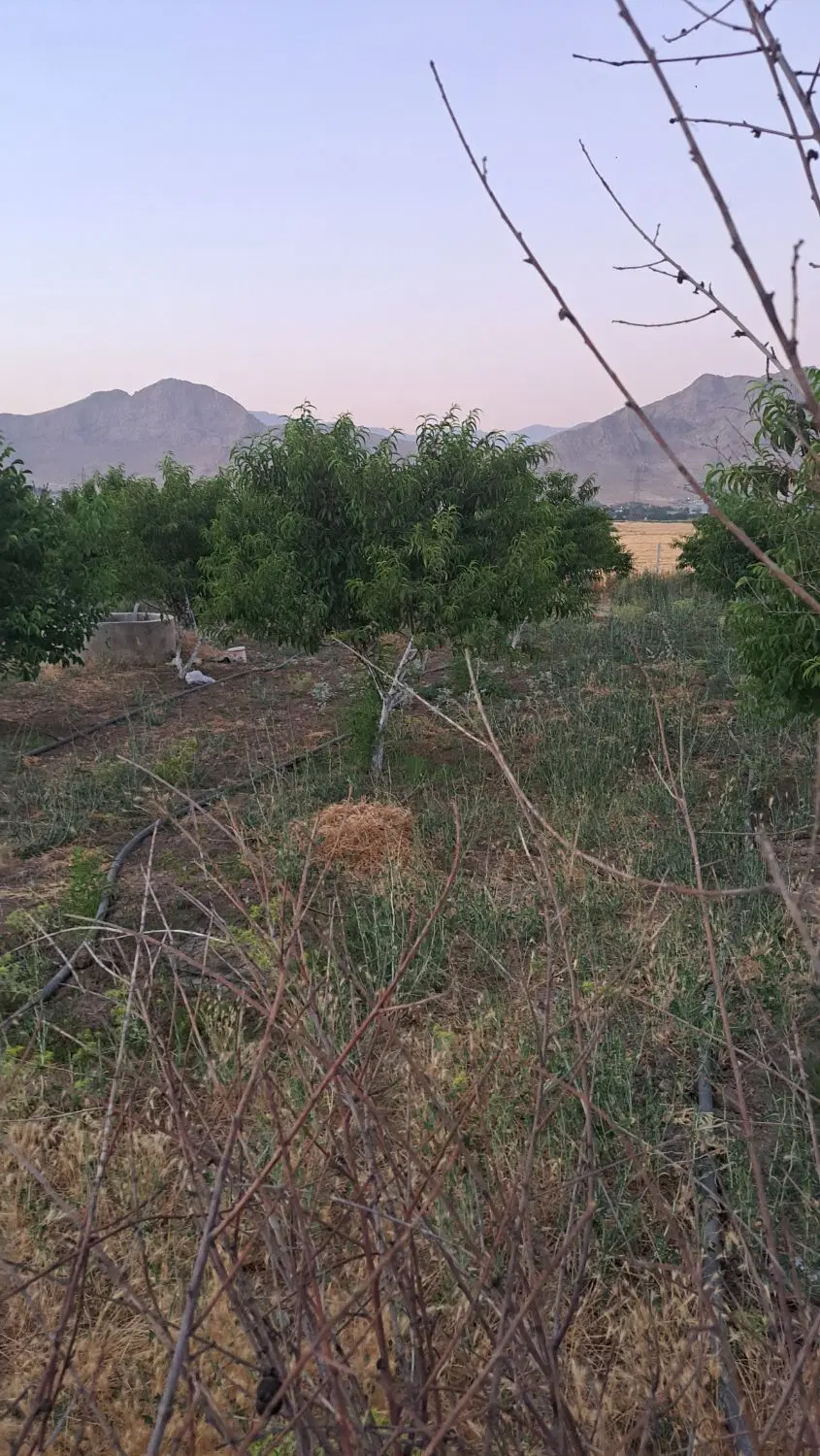 باغ مثمر