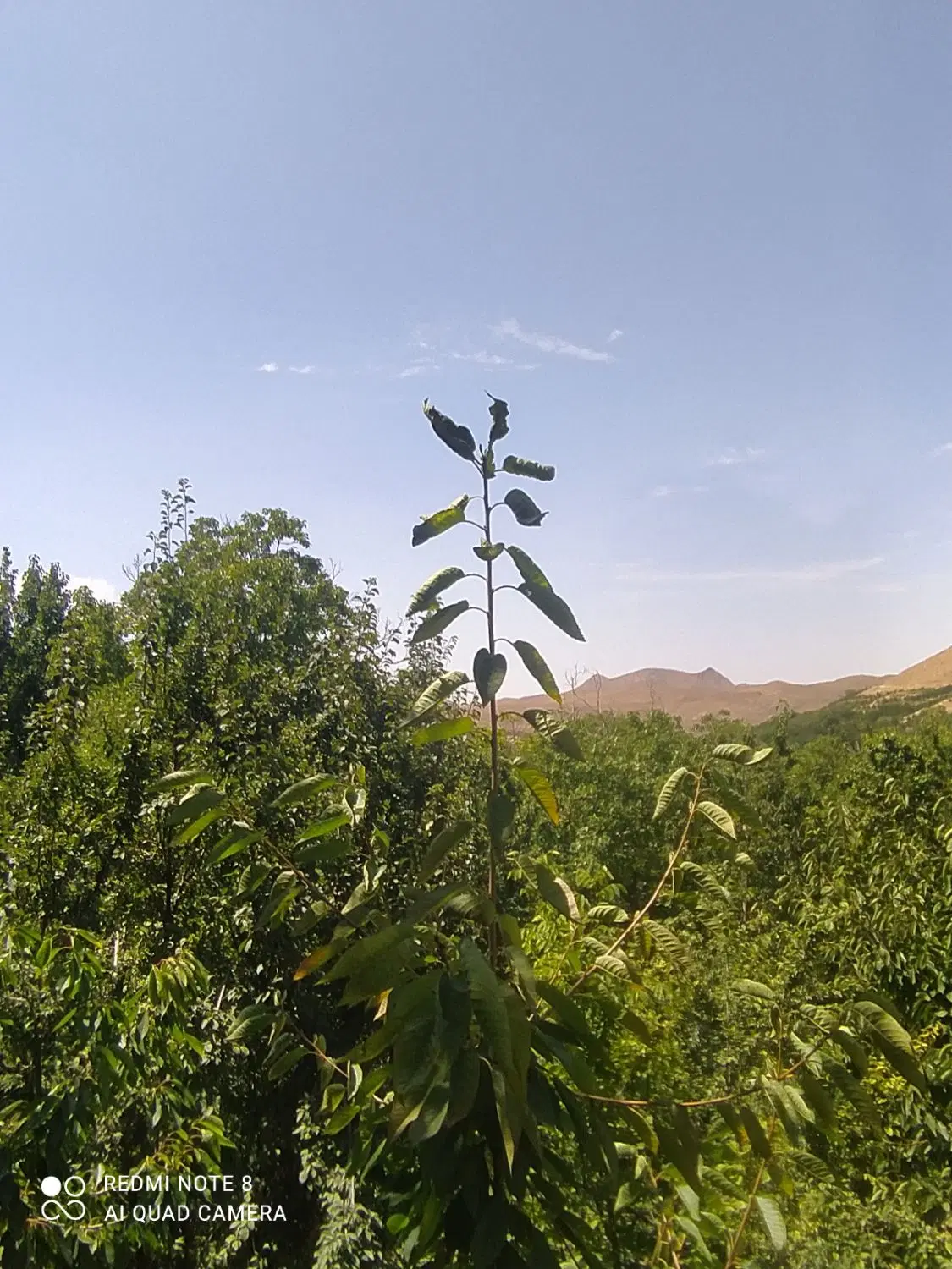 زمین گیلاسی واقع در روستای محمودی
