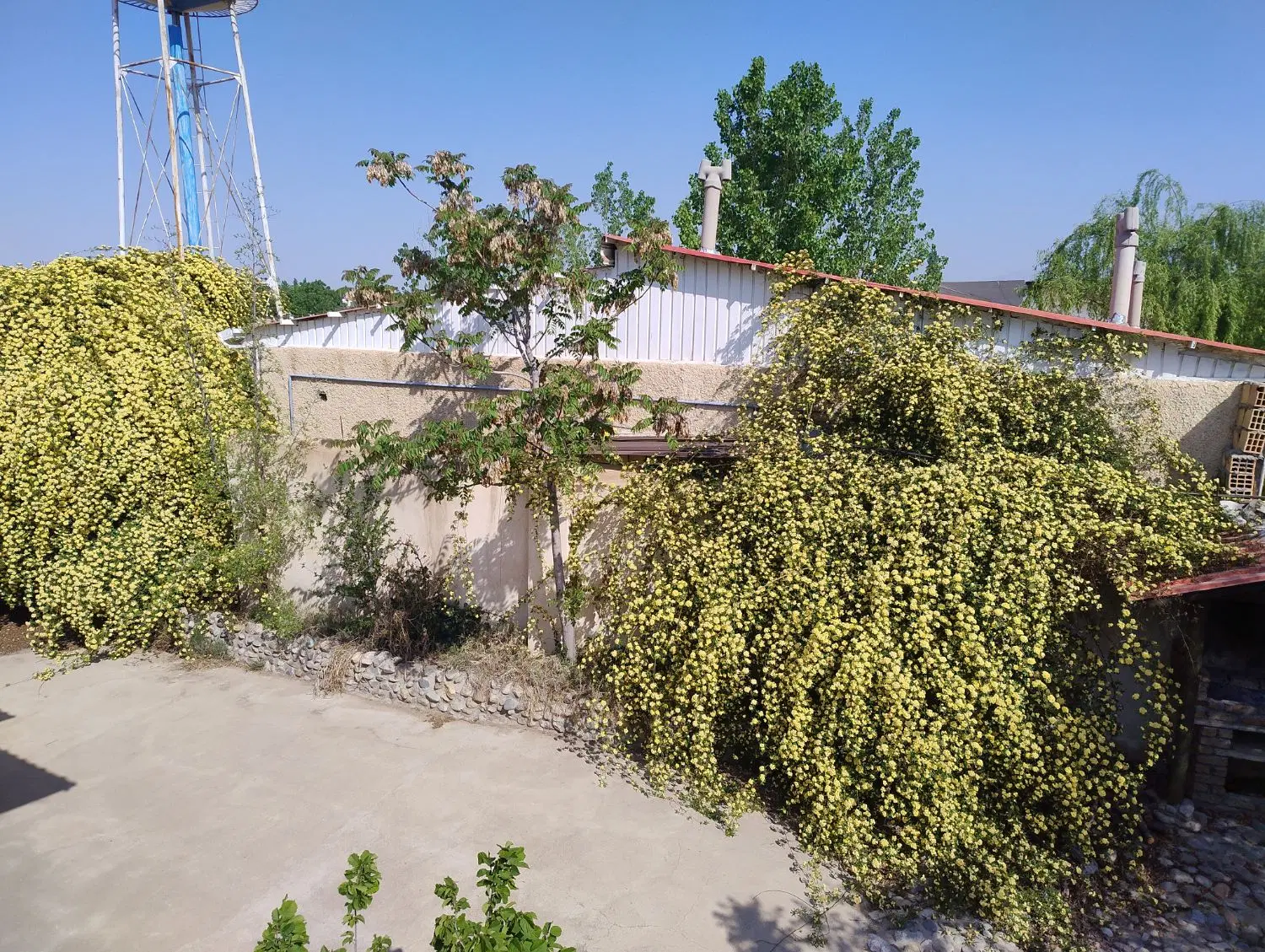 باغ ویلا