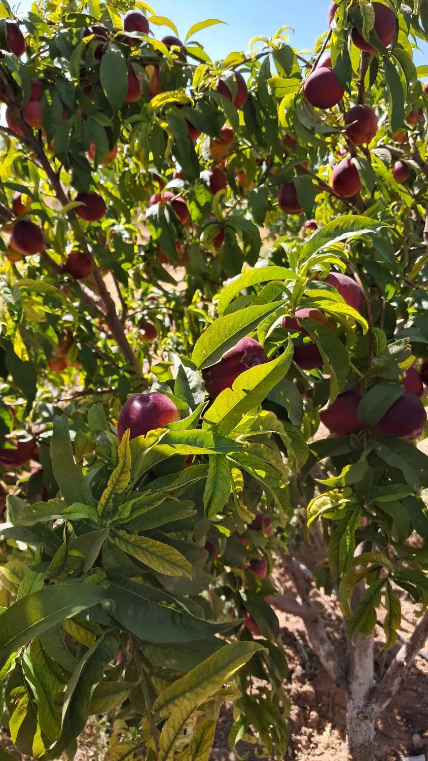 باغ در مجموعه باغی فرهیختگان