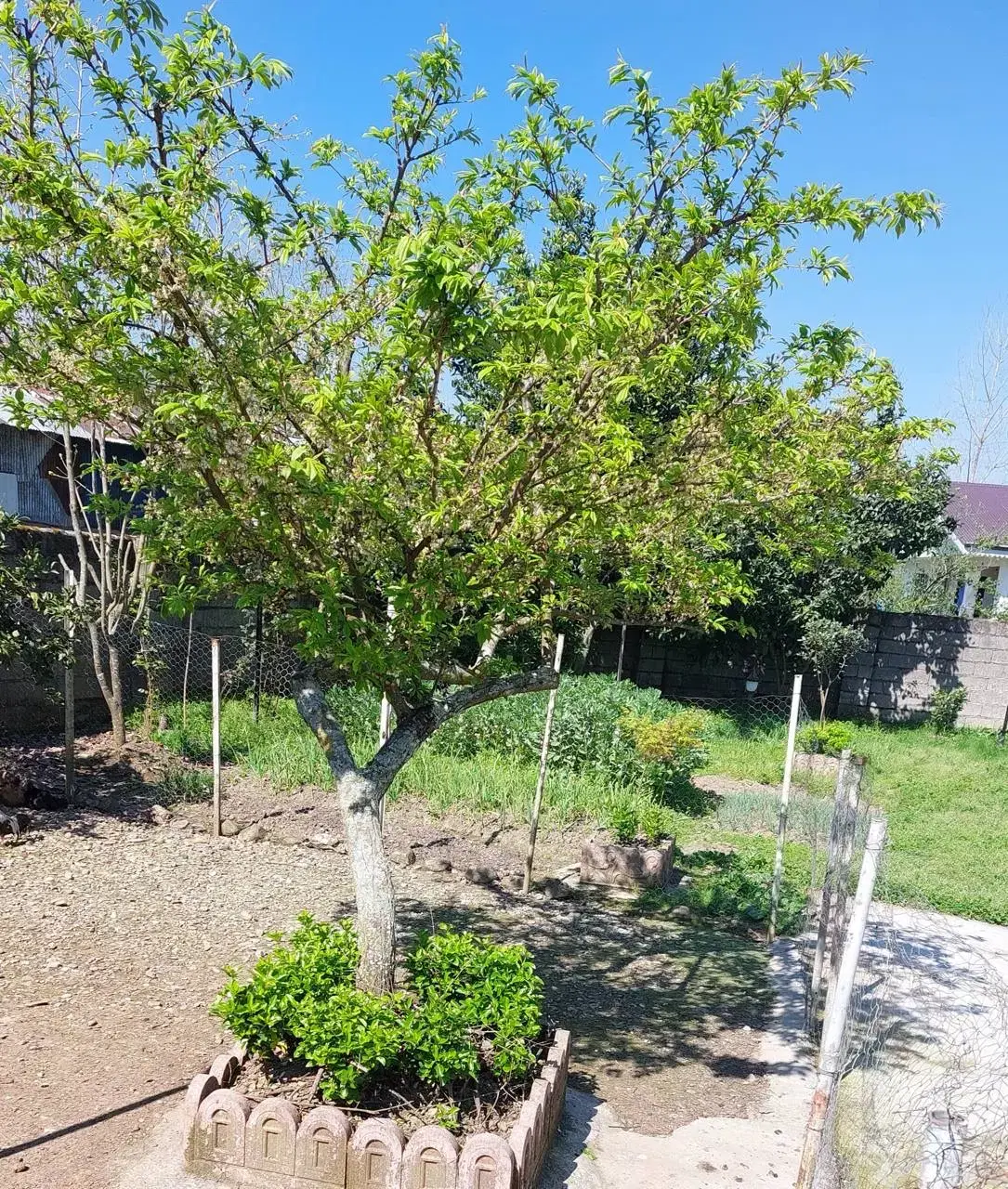 زمین مسکونی ۳۰۰ متری چهاردیواری و دارای امتیاز