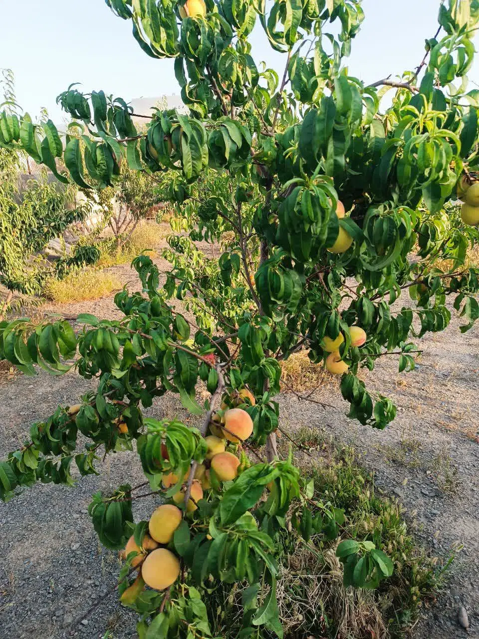 باغ ویلای500متری درشاندیز