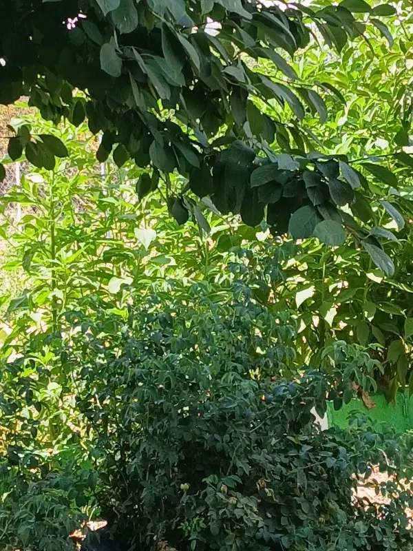 زمین کشاورزی