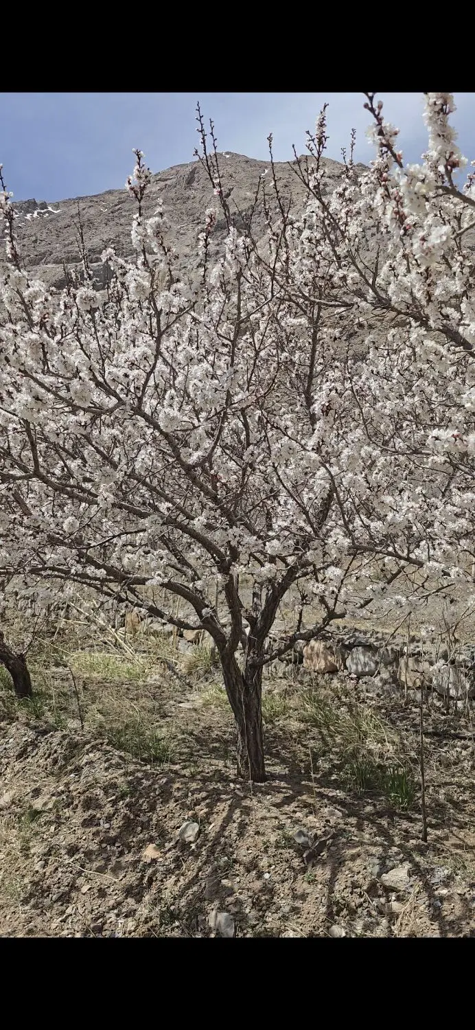 باغ میوه تونل سیرچ درختان ثمری آب دائم  نصف قیمت