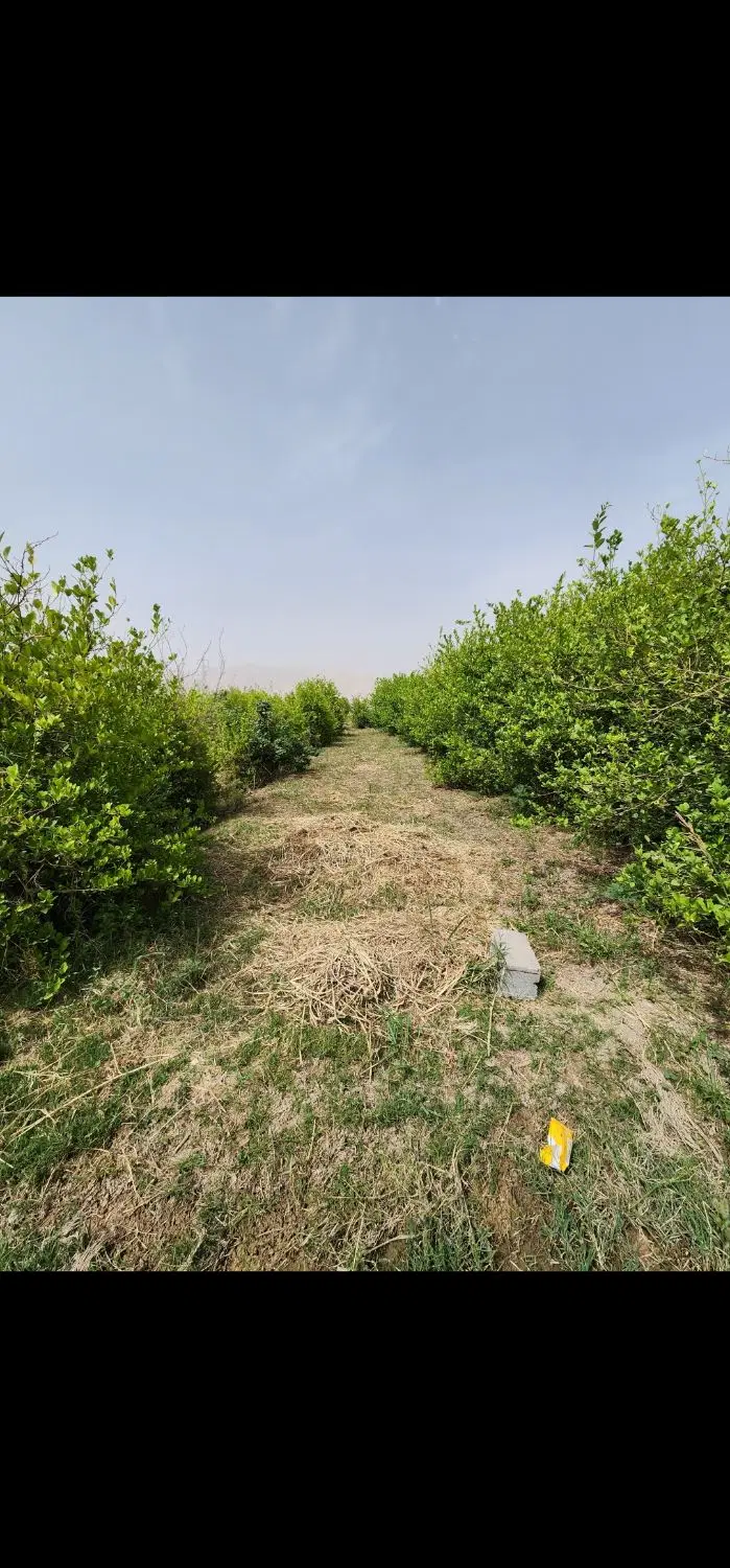 زمین برای باغ وخونه باغ