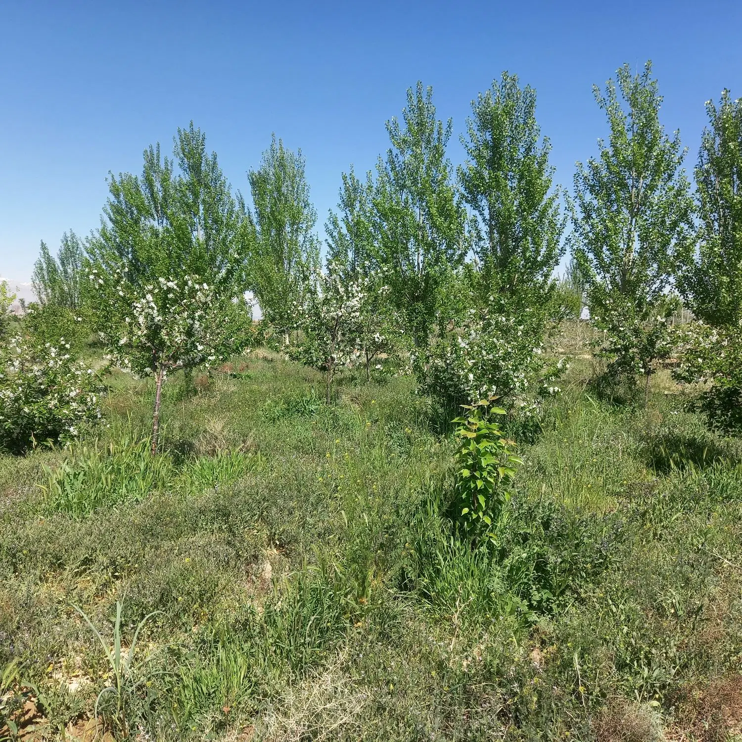 باغ ۵ ساله