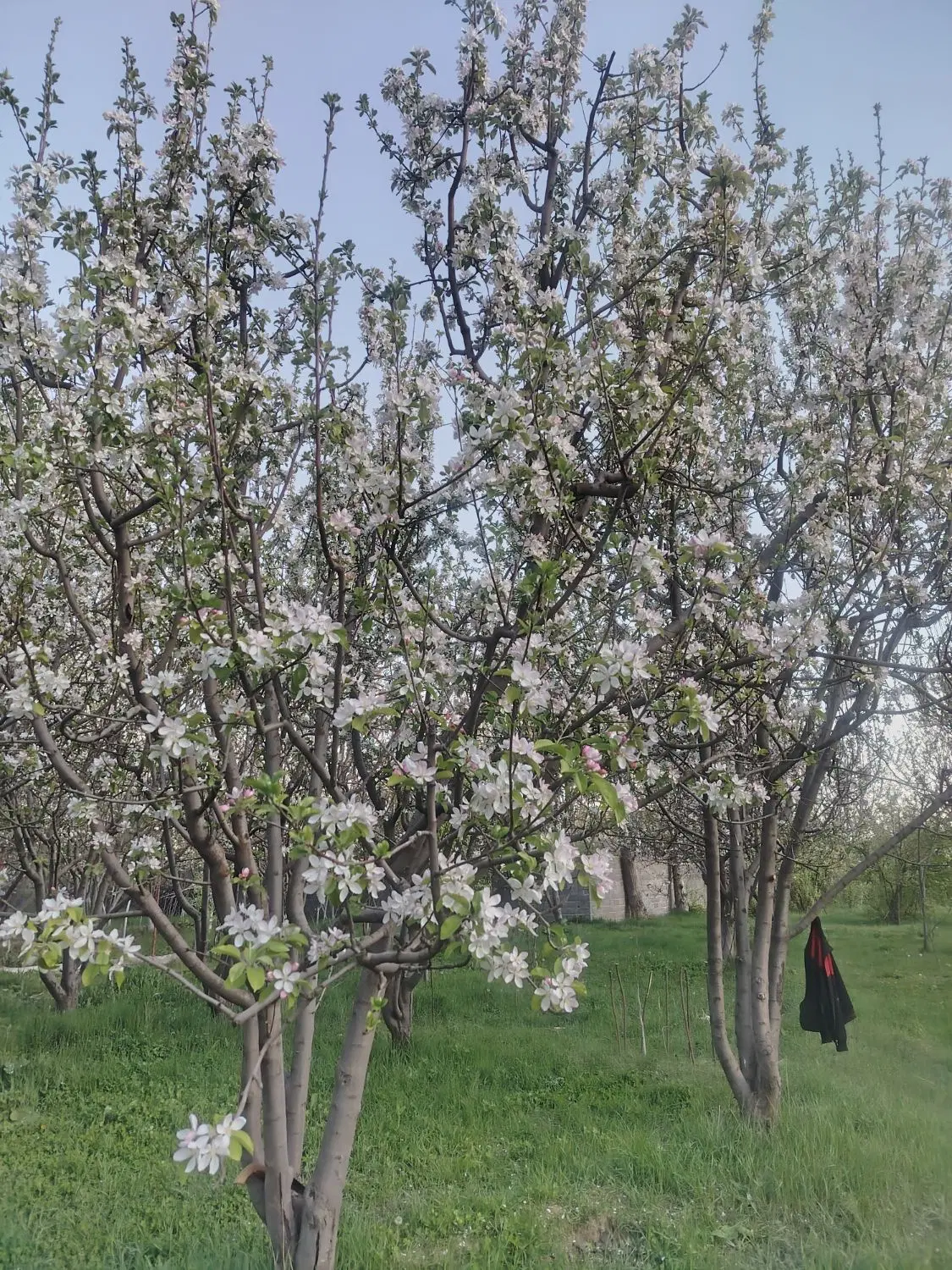 زمین کشاورزی