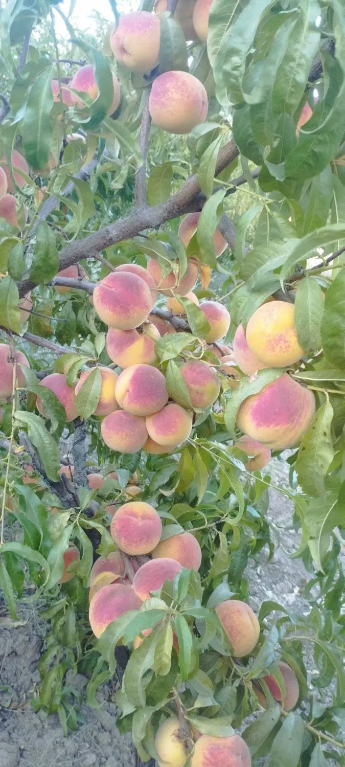 زمین کشاورزی گزنه