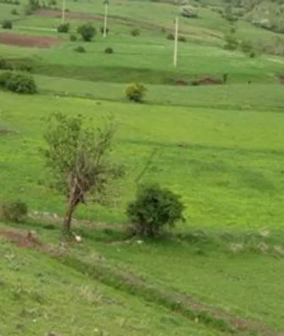 زمین