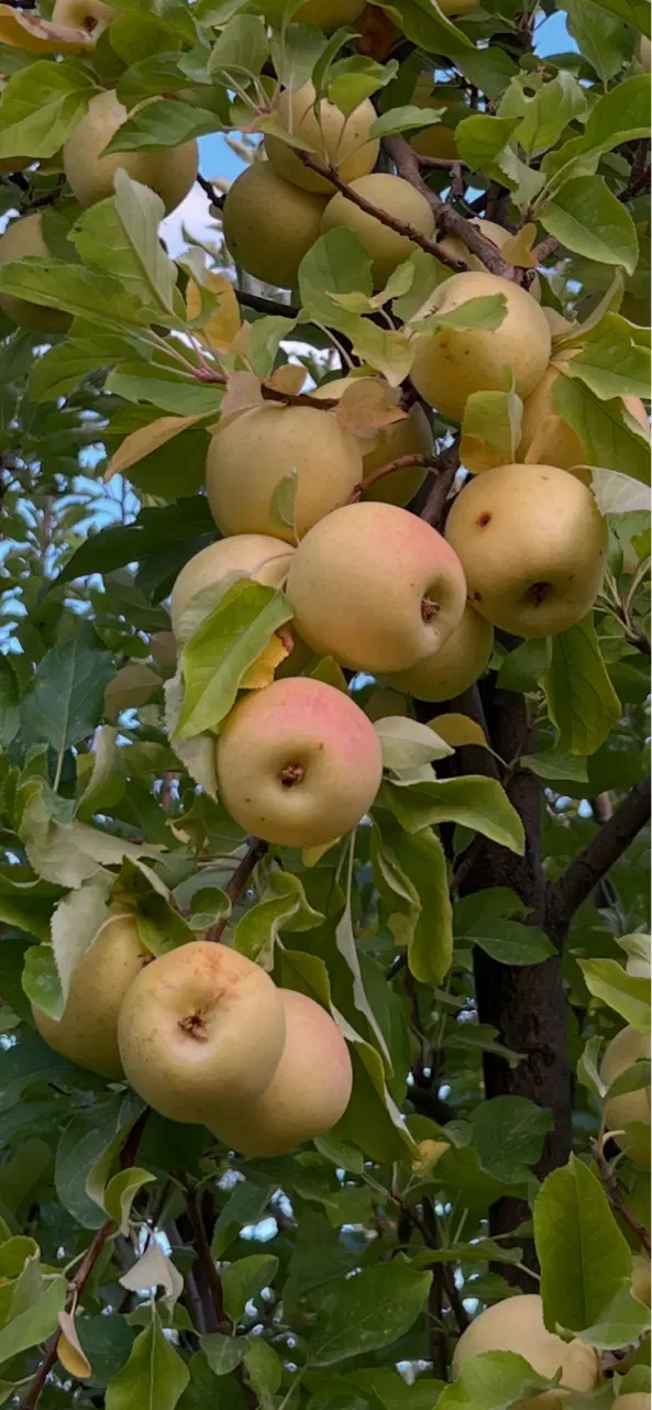 باغ یاسوج وزگ