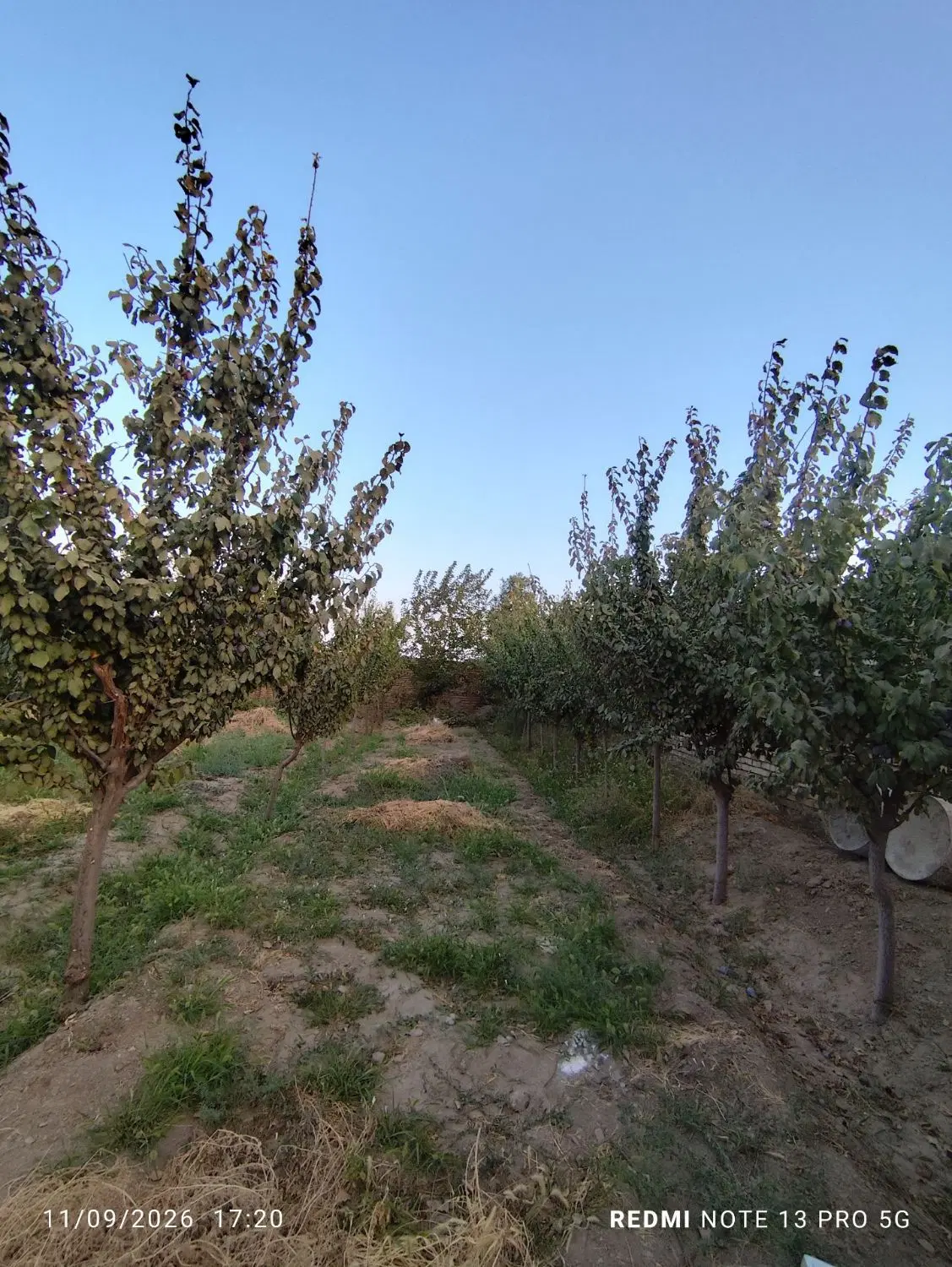 باغ میوه
