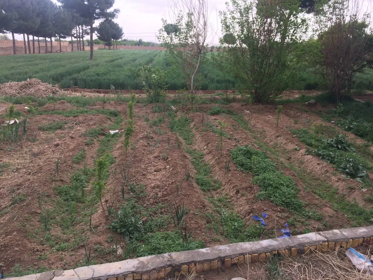 اجاره مزرعه پنج هکتاری