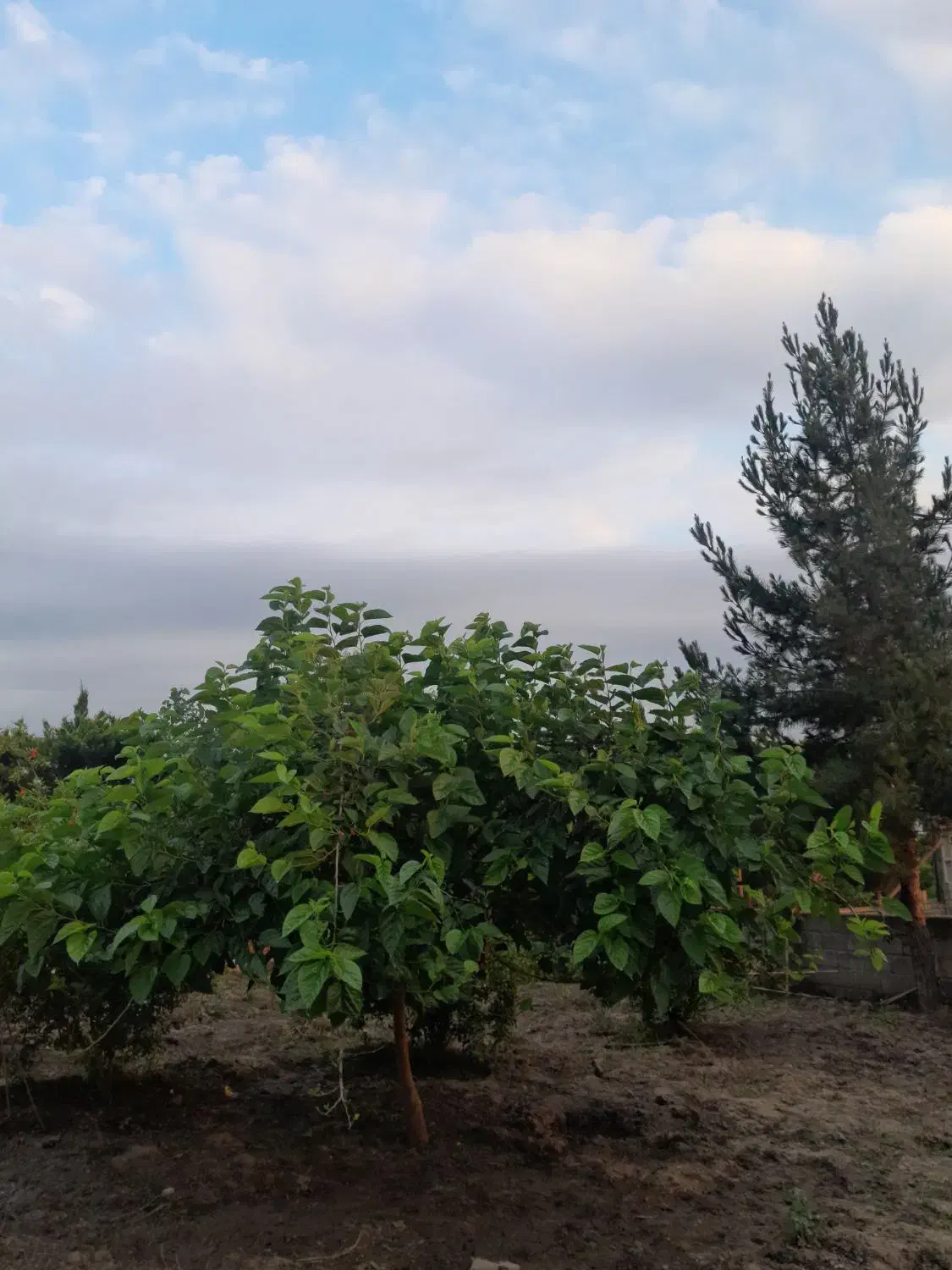 زمین مسکونی