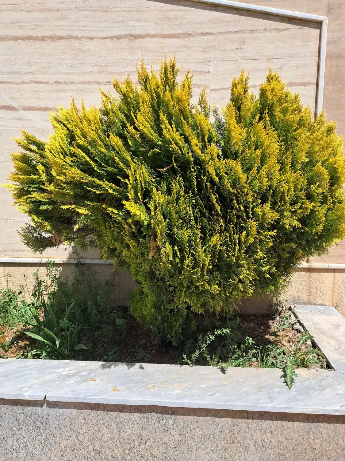 زمین تجاری