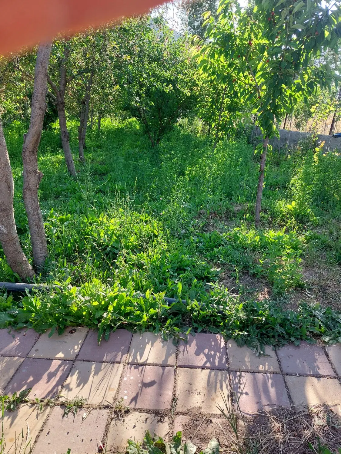 باغ زیبا و دلباز در شهرستان