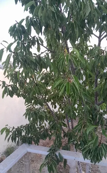 مسکونی ویلایی نوساز خان زنیان