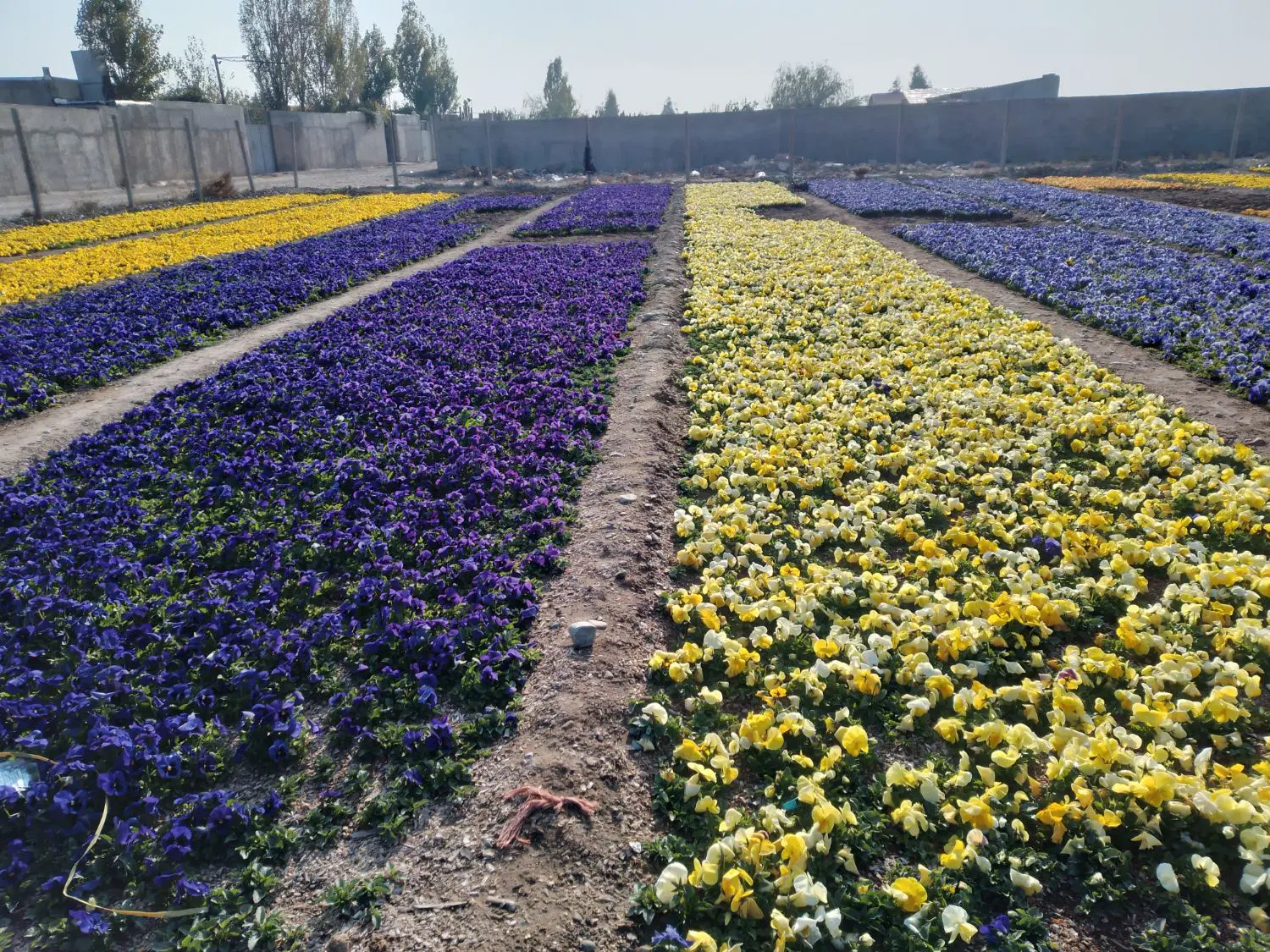 زمین مسکونی