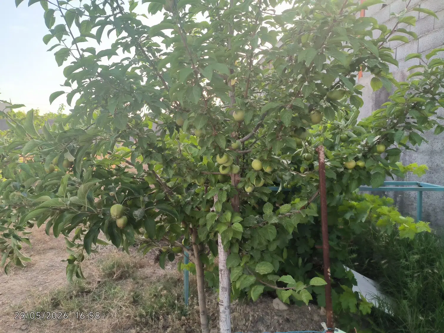 فروش باغ در مجتمع چمن ارا