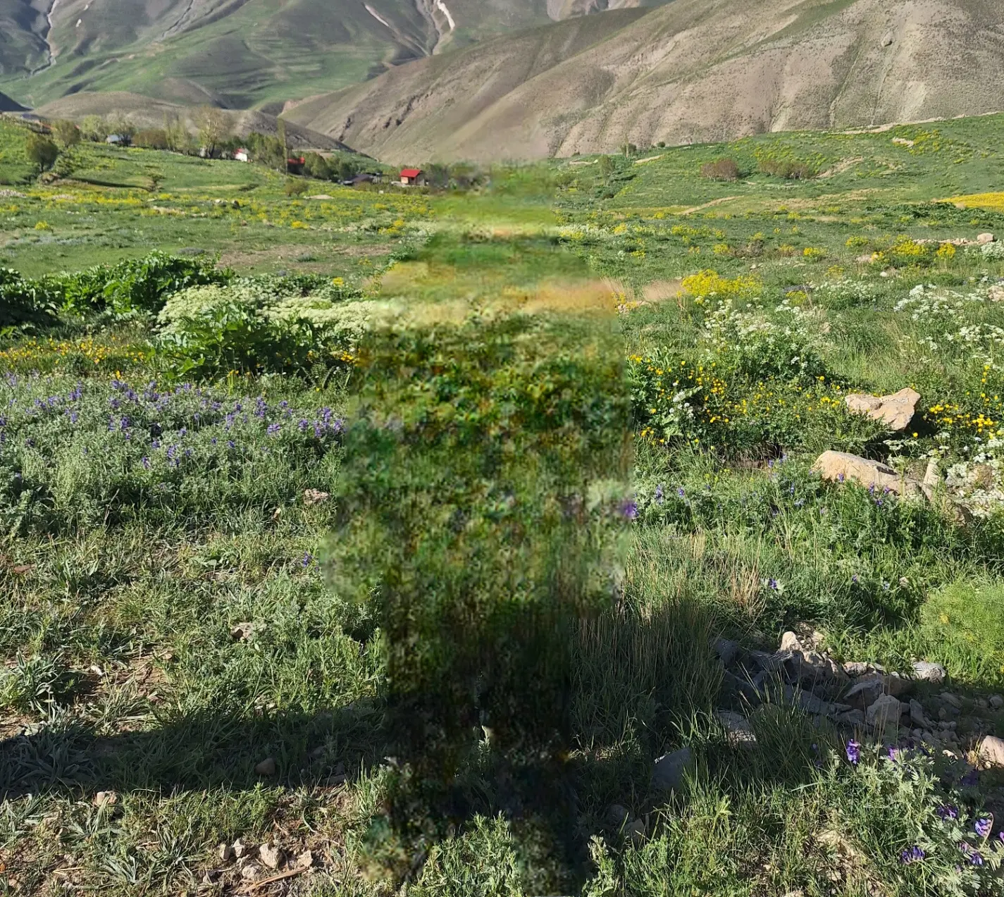 زمین مزروعی شهرآباد