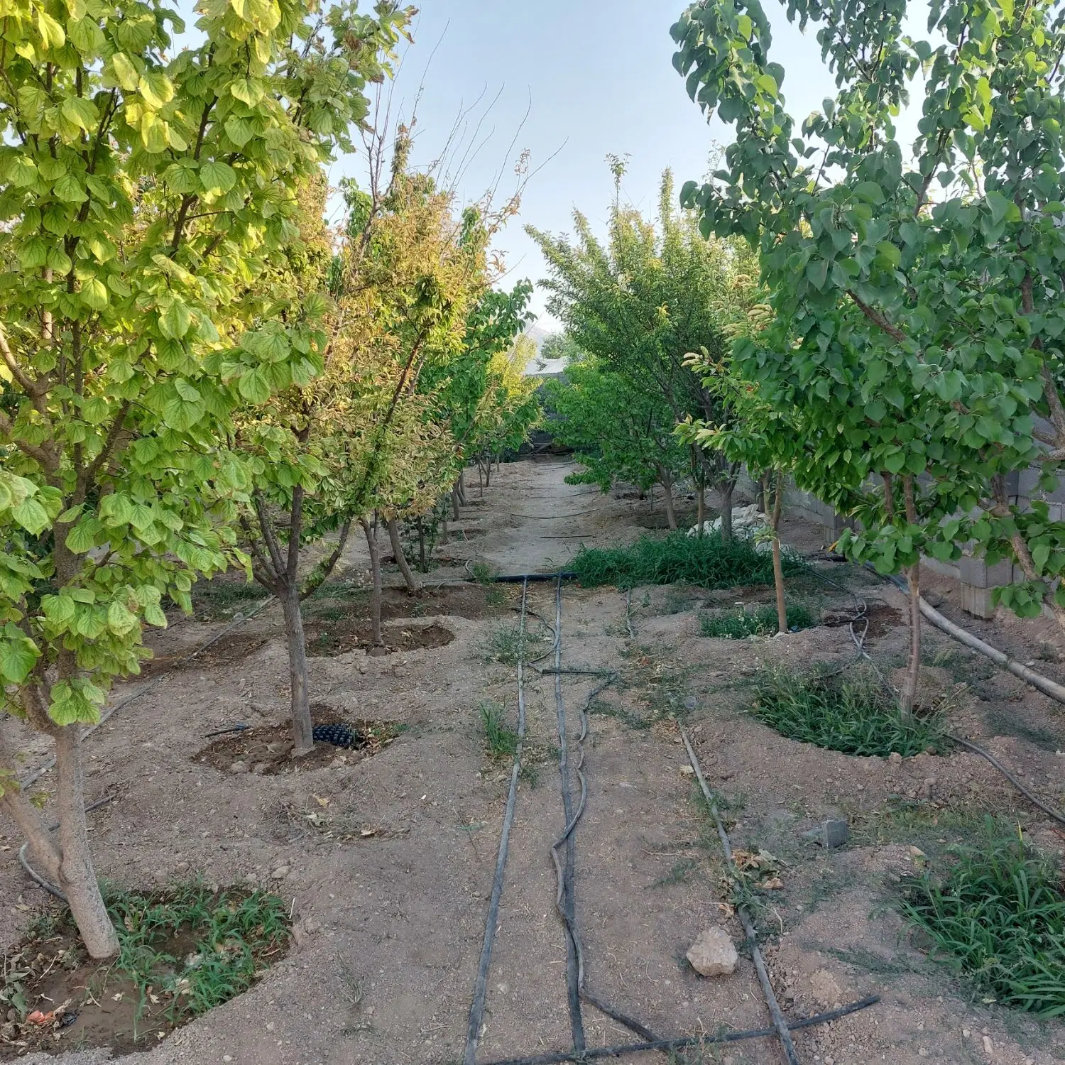باغ ویلا