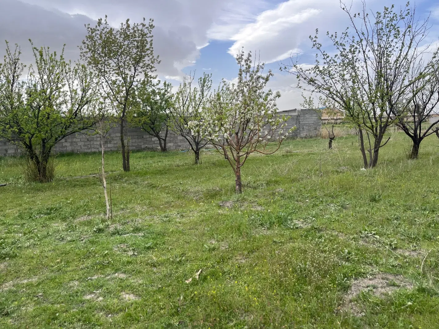 باغچه الوان ۸۰۰ مترجاده سنتو کوی پالیز